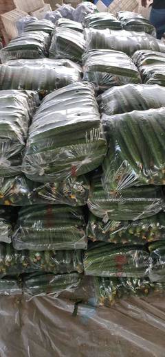 [刺黃瓜批發(fā)]刺黃瓜 25~35cm價(jià)格1.5元/斤 10000斤起批