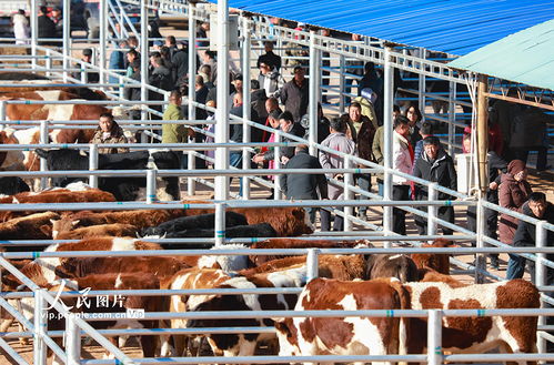 內(nèi)蒙古鄂爾多斯 活畜市場(chǎng)交易火熱